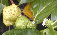 /album/fotogalerij-vlees/noni-fruit-dev-jpg/