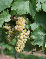 /album/fotogalerij-vlees/a200px-auxerrois07-1-jpg1/