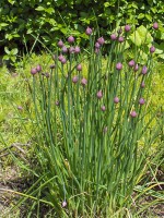 /album/fotogalerij-vlees/a449px-allium-schoenoprasum-01-jpg1/