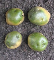 /album/fotogalerij-vlees/a539px-aardappel-groene-knollen-solanum-tuberosum-jpg1/