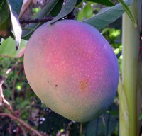 /album/fotogalerij-vlees/a626px-mango-maya-jpg1/