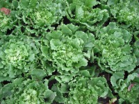 /album/fotogalerij-vlees/andijvie-december-jpg1/