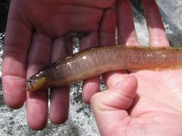 /album/fotogalerij-vlees/pholis-gunnellus1-jpg1/