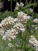 /album/fotogalerij-vlees/a450px-fagopyrum-esculentum-flowers-boekweit-bloemen-jpg1/