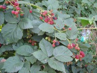 /album/fotogalerij-vlees/a800px-braam-vruchten-rubus-fruits-thornfree-jpg1/
