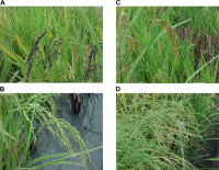 /album/fotogalerij-vlees/a771px-ancient-rice-png1/
