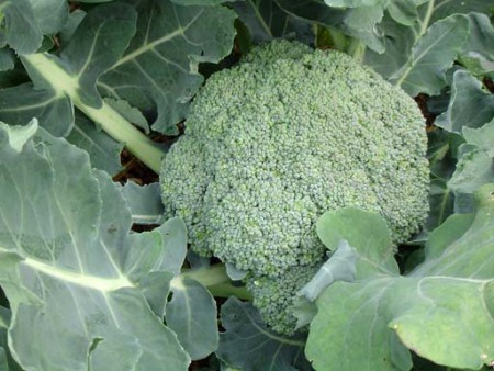 zoekwoord, Broccoli